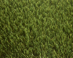 Artificial Grass