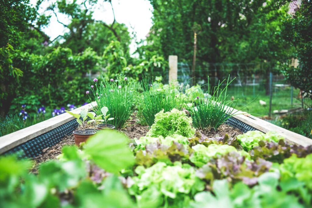 oak sleepers as vegetable planters