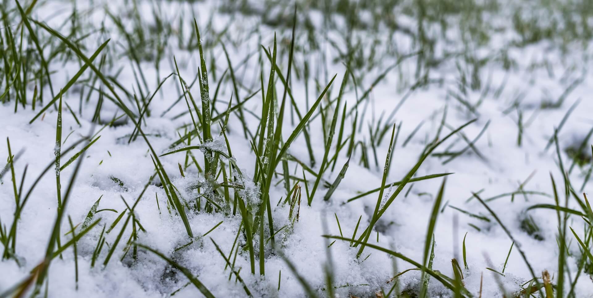 artificial grass under snow
