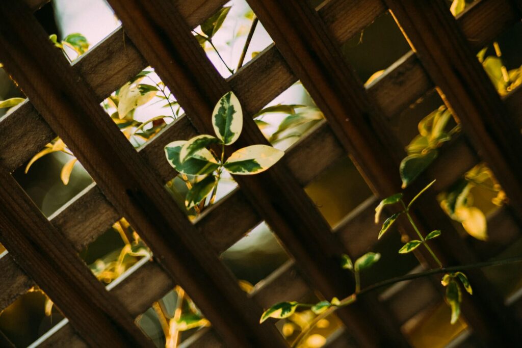 Wooden garden pergola with climbing plants